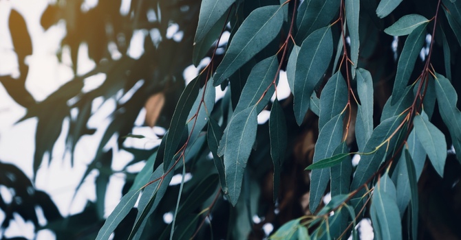 Coping with Depression During the Holiday Season 